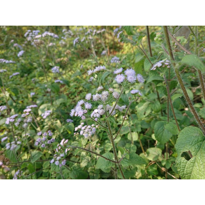 1kg cây cứt lợn tươi gội đầu, tắm, xông cho người viêm xoang