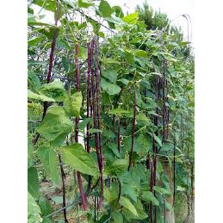 HẠT GIỐNG ĐẬU ĐŨA TÍM GÓI 3GR