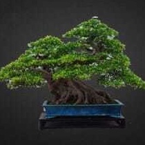 Thông Lohan, phong đỏ, du, đa, mận sáp, hạt bonsai nhỏ, tỷ lệ nảy mầm 95% 10h