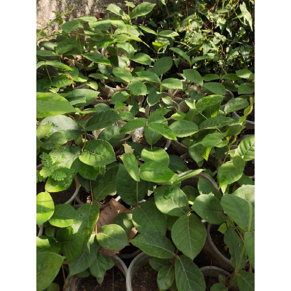 Cây Hà Thủ Ô Trắng