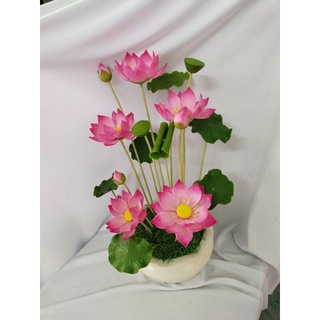 Chậu sen size trung cao 43 đến 45cm