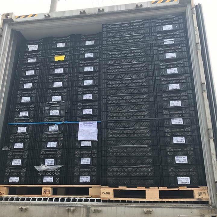 Củ hoa ly màu vàng 5-7 hoa