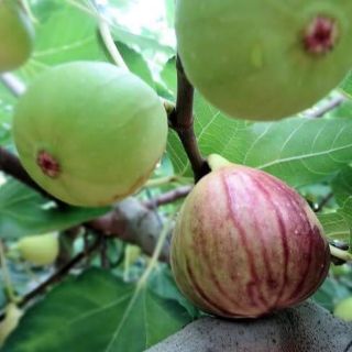 cây giống các loại