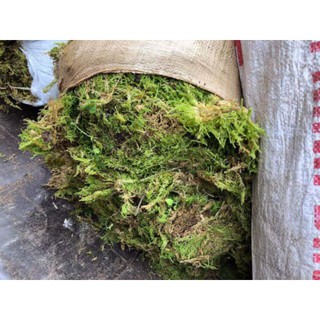 Bán Rêu rừng 100gr hàng nhập, phân phối trong nước bởi thietbinhavuon.