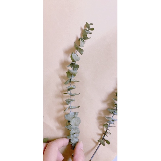 Combo 3 cành lá bạc/khuynh diệp khô tự nhiên ❤️ lá khô decor❤️ (dài ~ 12-16cm)