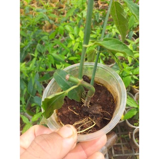 Cây Xương Khỉ (Bìm Bịp, Mảnh Cộng)