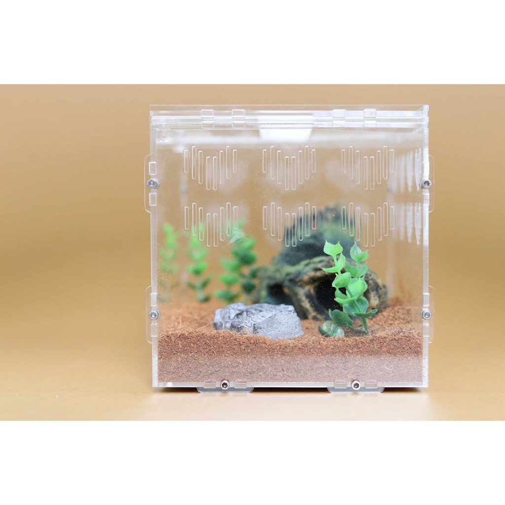 Hộp Nuôi Nhện Cao Cấp 20-15-15 (tank tarantula)