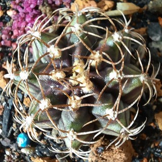 Gymno Vân tím - Gymnocalycium mihanovichii  ( 2.6cm - 3.0 cm )_( Vườn Xương rồng EXOTICACTUS )