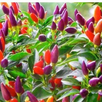 30h Hạt Giống Ớt Ngũ Sắc