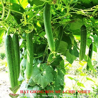 HẠT GIỐNG MƯỚP HƯƠNG 10 HẠT luckyseed hạt siêu rẻ
