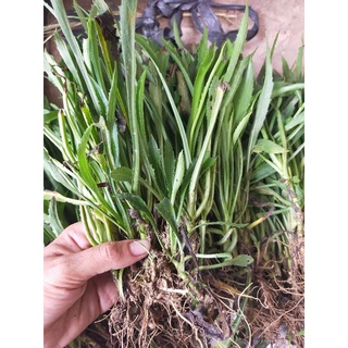Cây giống thạch thảo tím xanh