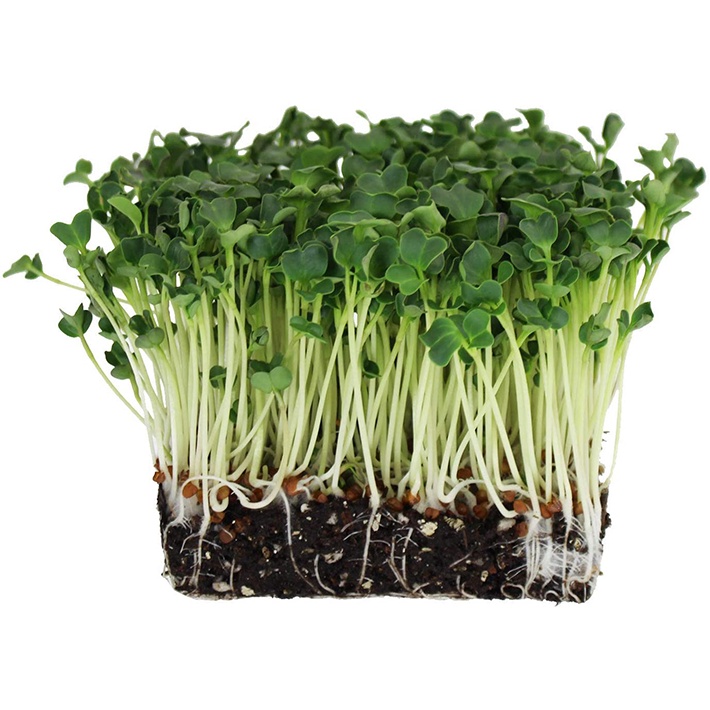 Hạt Giống Rau Mầm Cải Trắng