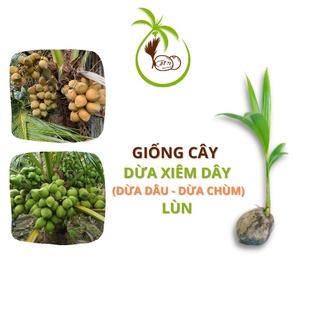 Giống CÂY DỪA XIÊM DÂY(Dừa Dâu - Dừa Chùm) - tại Bến Tre | Siêu Trái - Thân Nhỏ Lùn - Hơn 49 Trái/ Buồng