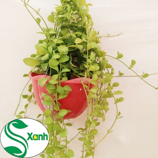 Chậu Treo Ban Công, Cây Đô La