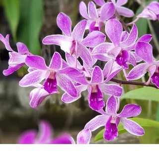 Hoa lan denro tím Huế - cây lớn