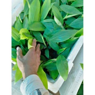 Com bo 3 Cây Chuối Đỏ