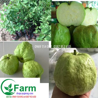 Cây ổi nữ hoàng