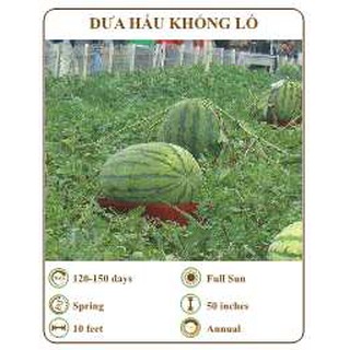 Hạt giống dưa hấu khổng lồ - THE XANH