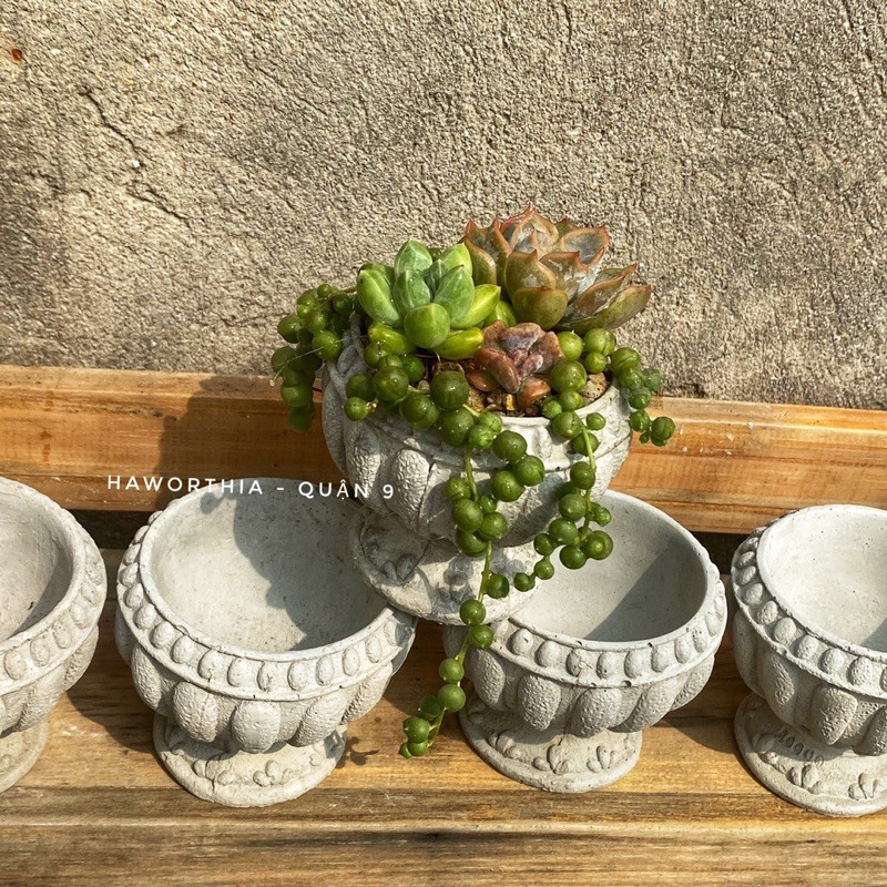 FREESHIP Chậu xi măng hình ly vintage cổ điển SP035