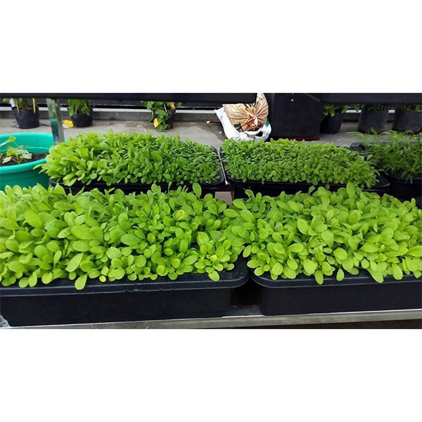 Hạt giống cải mơ đăm chân lùn  20gr