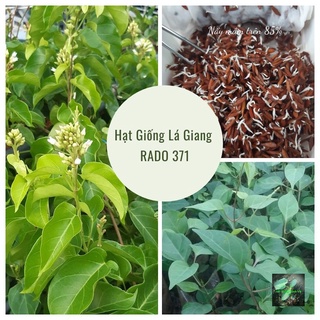 Hạt giống lá giang Rado, đóng gói 5 hạt
