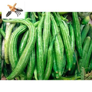 ⚡️Hạt Giống Mướp Nhật Quả Dài, Lặc Lày F1⚡️ Năng Xuất Cao Sinh Trưởng Cực Khỏe Kháng Bệnh TRỒNG HOA TẾT