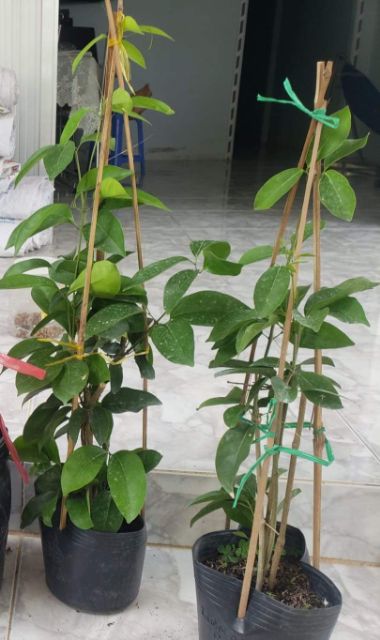 Cây Hoa Tỏi