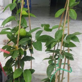 Cây Hoa Tỏi