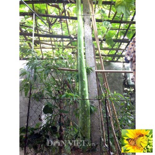 Hạt giống bầu dài 2m