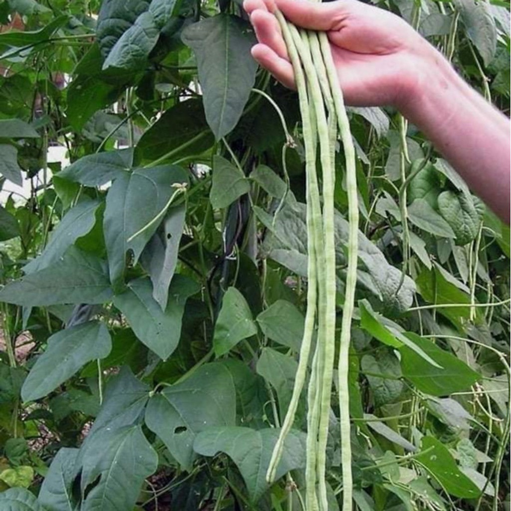 [Seeds] Hạt giống Đậu đũa xanh, đậu đũa tím leo giàn, đóng gói 20gr