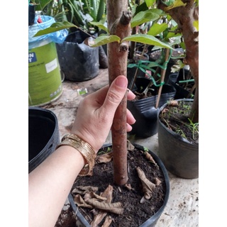 Cây ổi lê gốc to