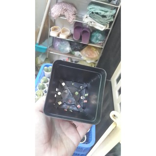 Chậu nhựa đen trồng rau củ quả 9x9 cm