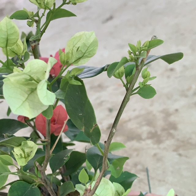 Hoa giấy 3 mầu , cây đẹp bầy bàn lam việc ban công rất đẹp