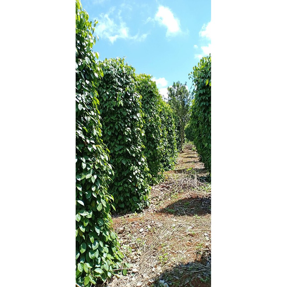 HẠT TIÊU ĐEN  nhà trồng gói 500g Xuất xứ Đắk Song Đăk Nông