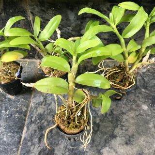 Trầm Rồng đỏ