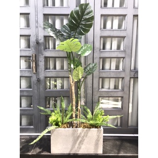 Cây trầu bà thân leo 1,5m