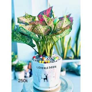 Chậu tiểu cảnh vạn lộc lớn 15x30cm