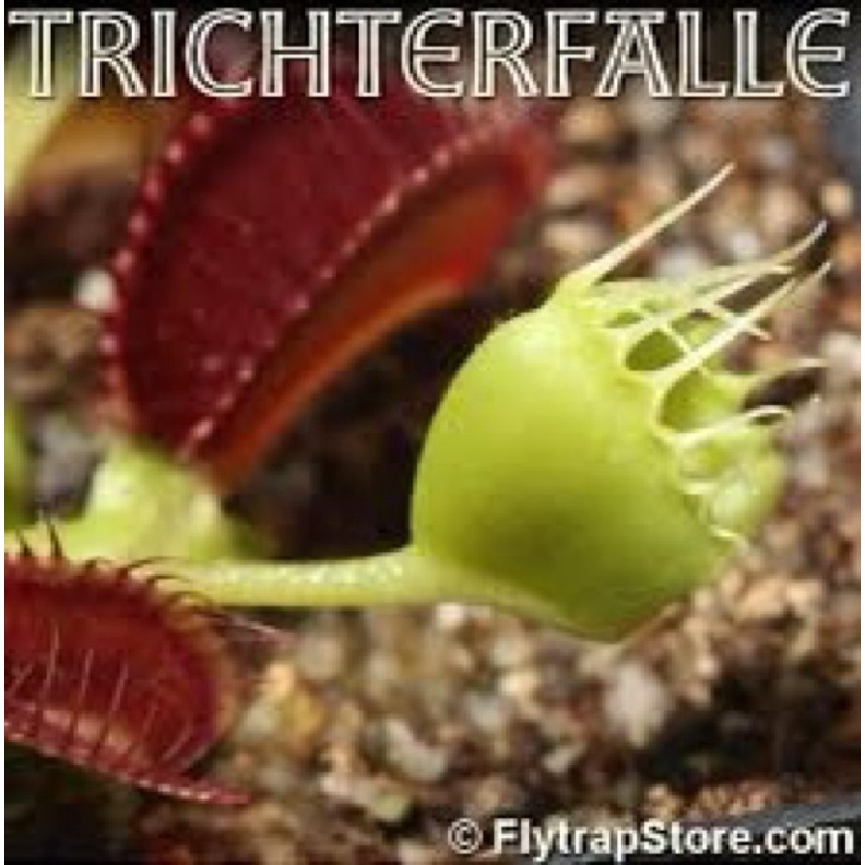 Cây bẫy kẹp trichterfalle, venusflytrap trichterfalle