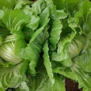 Hạt giống cải bẹ dưa Thái Lan