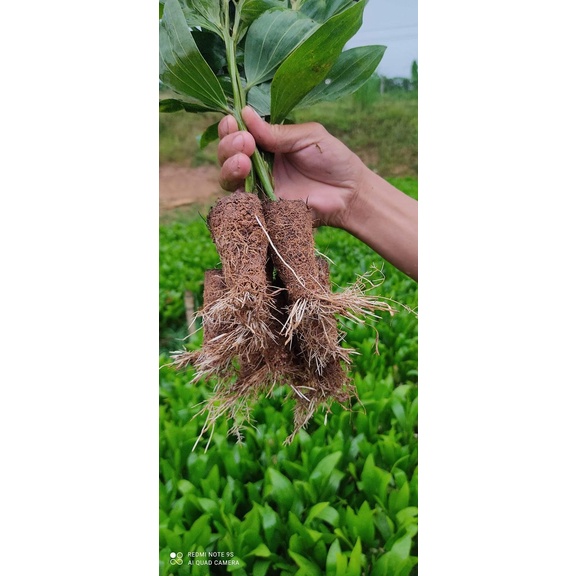 Thuốc Kích Rễ IBA-K chuyên Giâm Cành Keo Hom, Tràm, Cây Trồng Rừng...