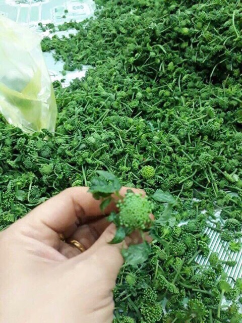 Trà nụ tam thất bao tử gói 100g