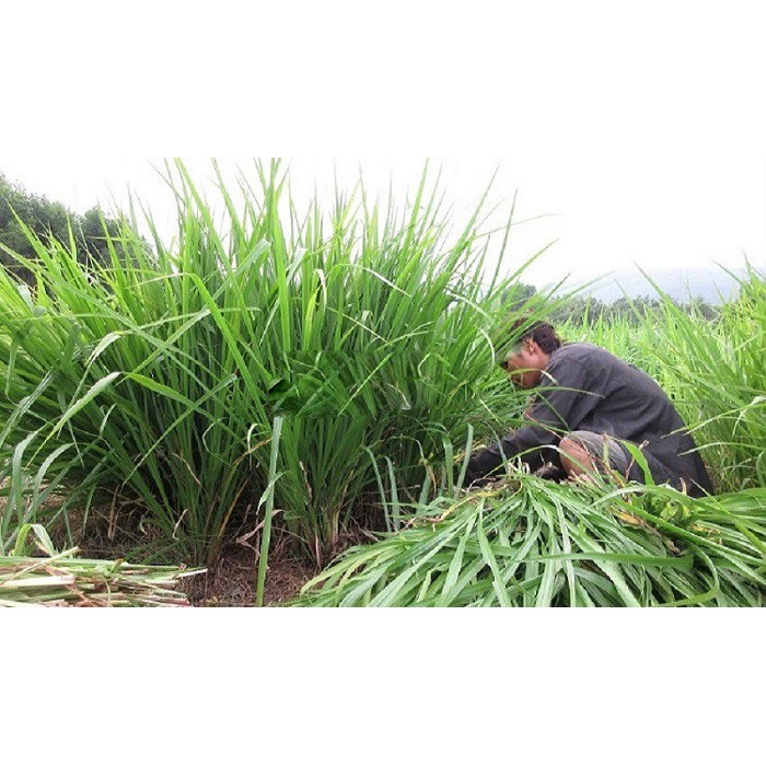 Hạt giống cỏ Ubon Paspalum - Cỏ xả chịu ngập (gói 200g)