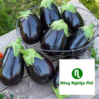 50 hạt giống cà tím giọt nước quả đen PHUNONG