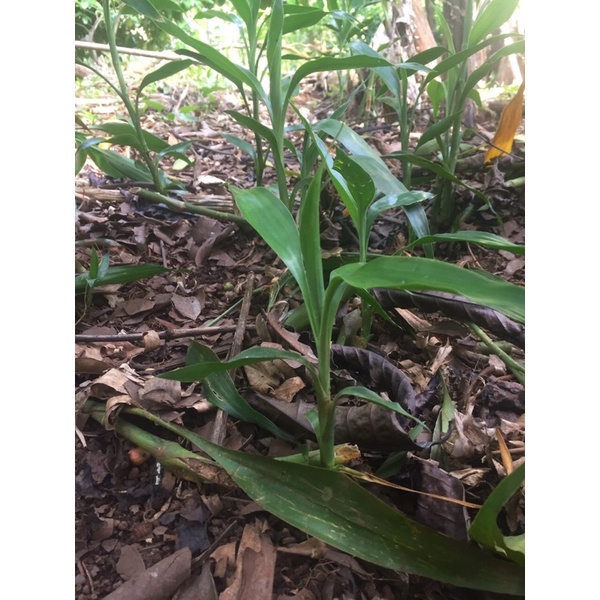 10 cây phát tài phát lộc có rễ cây con cây giống cành phát tài