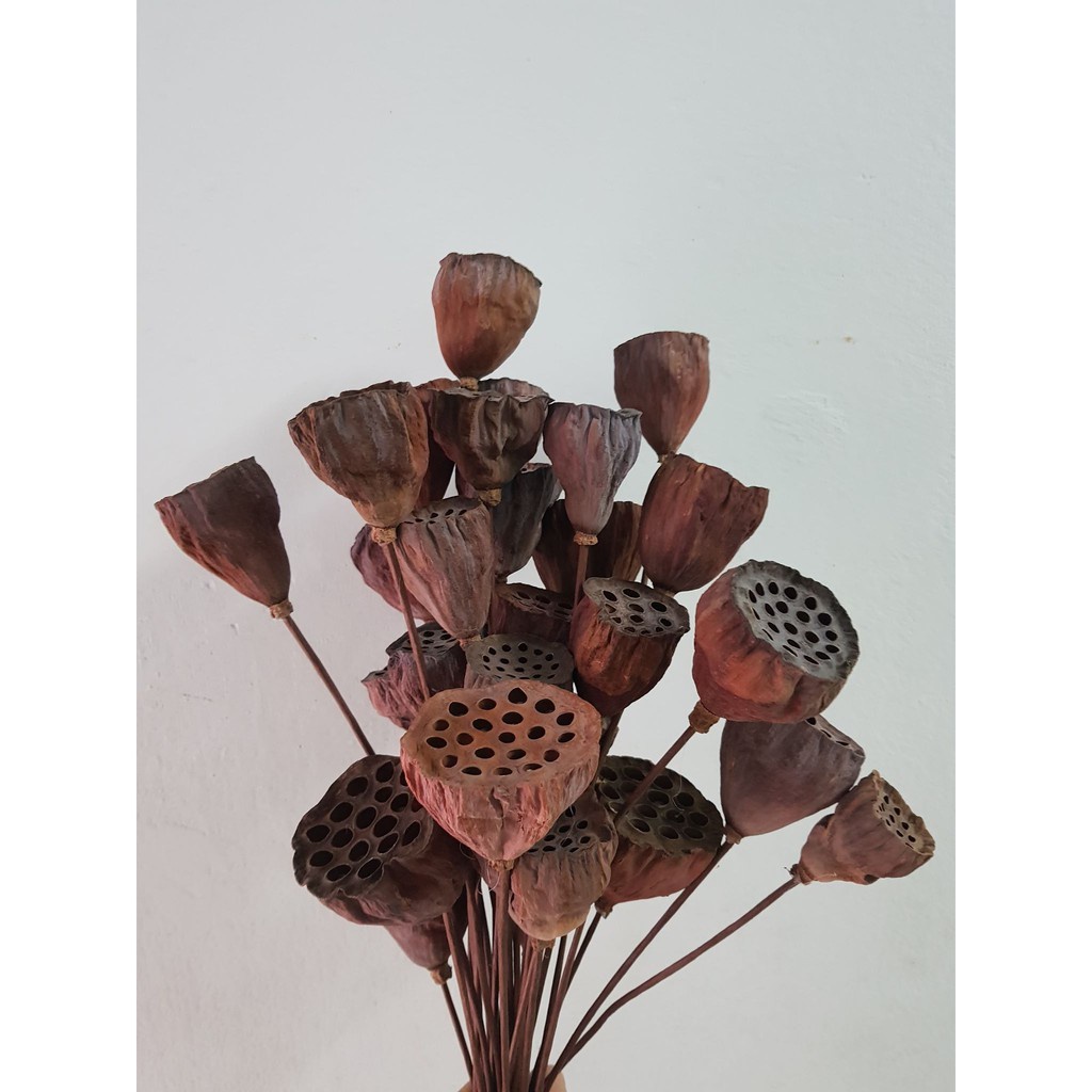 Đài Hoa Sen Khô Tự Nhiên Trang Trí Decor