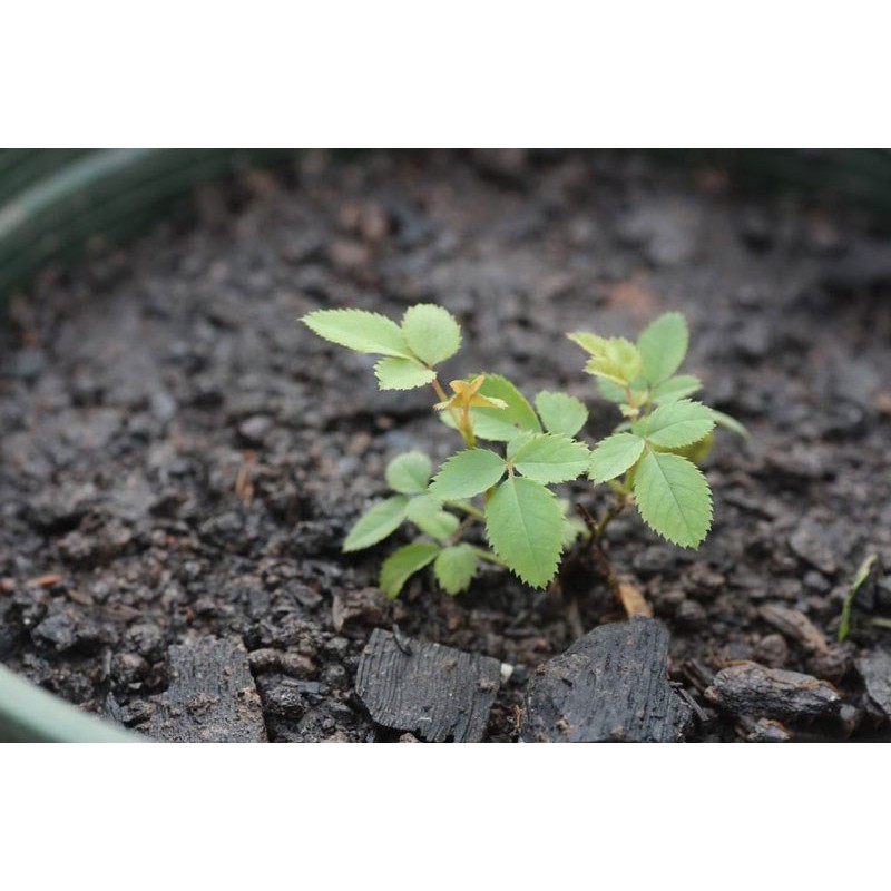 Hạt Giống Hoa Hồng Tỉ Muội Mix Nhiều Màu  -  -