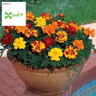 Hạt giống hoa Vạn thọ Ban mai (100 hạt)