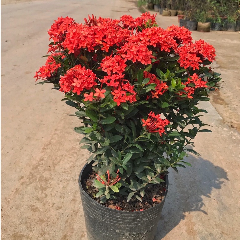 Cây hoa mẫu đơn đỏ  cao 35-40cm hoa nở sặc sỡ dễ chăm sóc thích hợp trang trí sân vườn, làm hàng rào, quán cafe