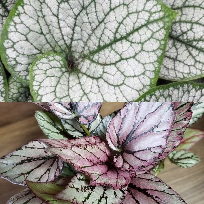 Chậu cứng Combo cảnh