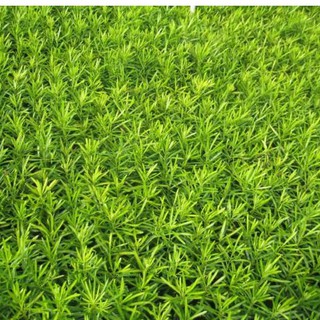 Hạt giống cây tùng la hán ( Gói 10 Hạt Tặng Gói Kích Thích Hạt Nảy Mầm ) - STHG2